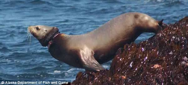foche-e-leoni-marini-uccisi-dalla-plastica-foto-e-video_poche_3