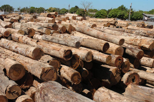 mozambico legname illegale