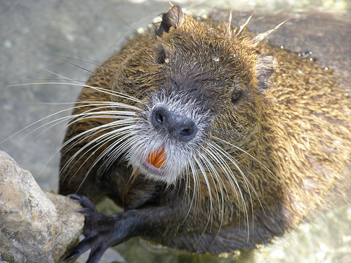 nutria specie aliene