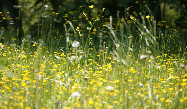 allergie cambiamento climatico