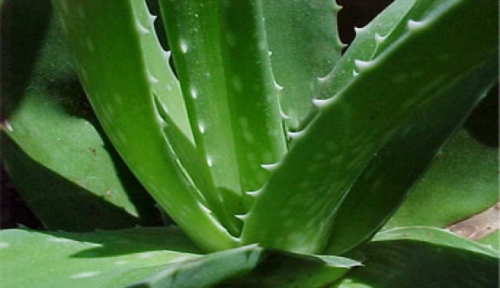 aloe vera rimedi