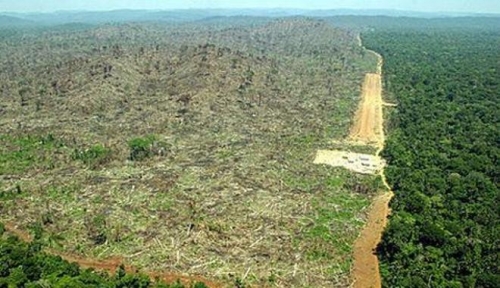 co2 contro deforestazione