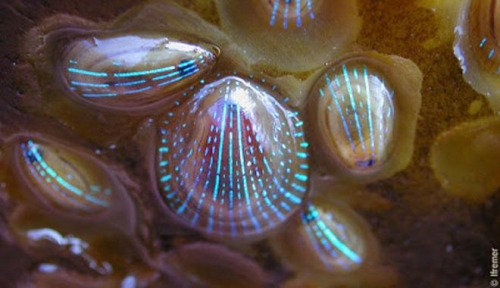 conchiglia elettronica