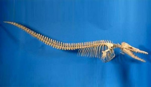 scheletro balena