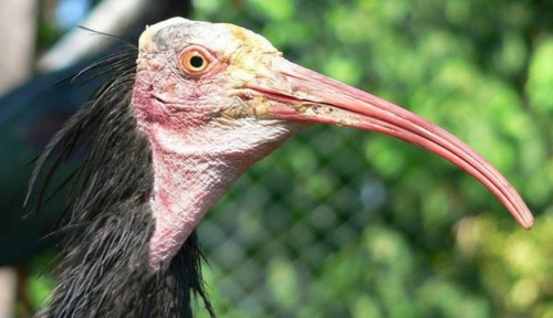 palmira ibis