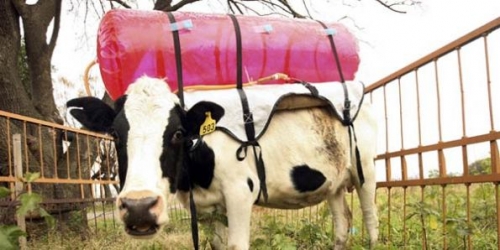 peti delle mucche contro l'effetto serra