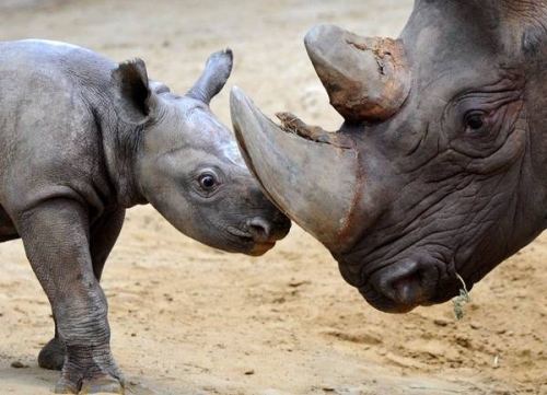 Sud Africa, rinoceronti a rischio