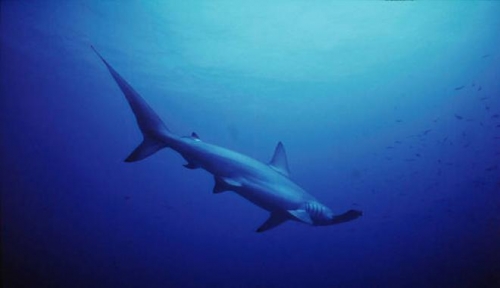 squali martello a rischio