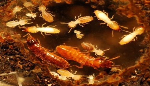 super-termite