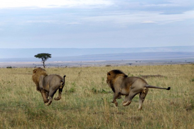 2 leoni sudafrica