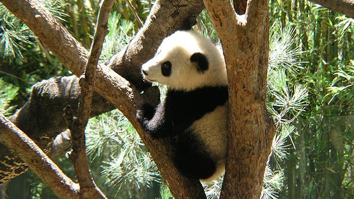 Panda greenpeace