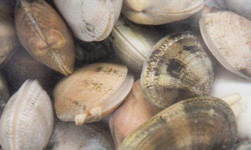 Vongole