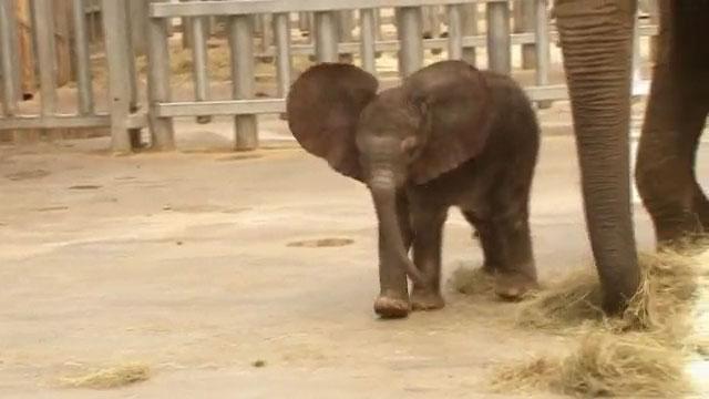 elefante inseminazione artificiale