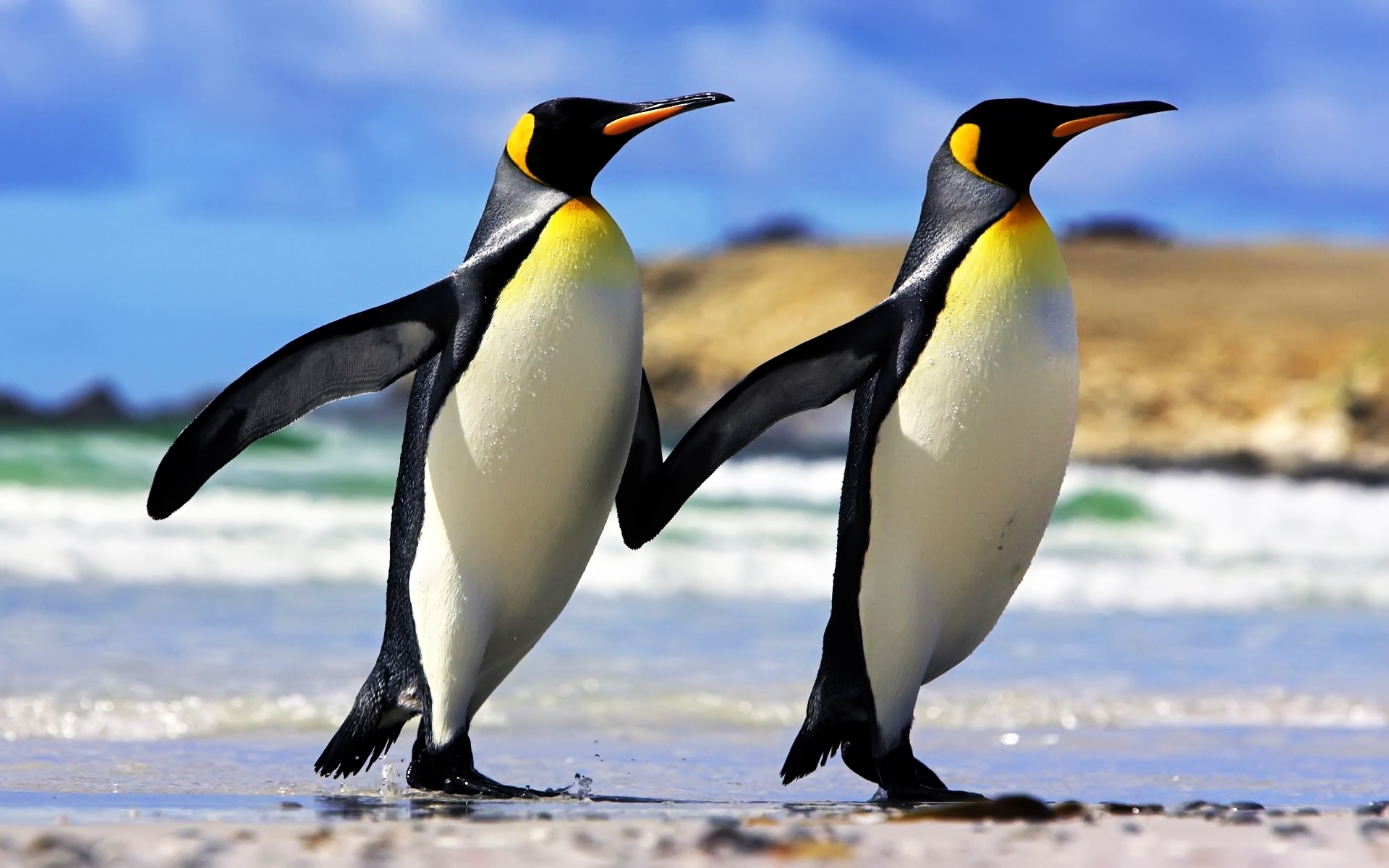 giornata mondiale del pinguino