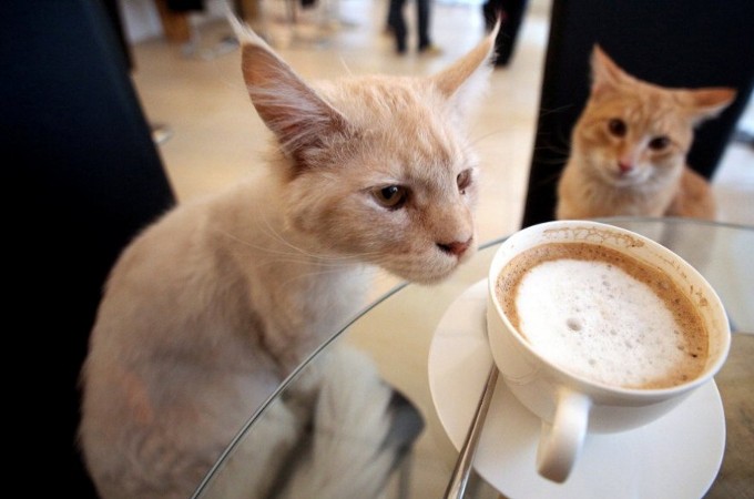 cafè per gatti