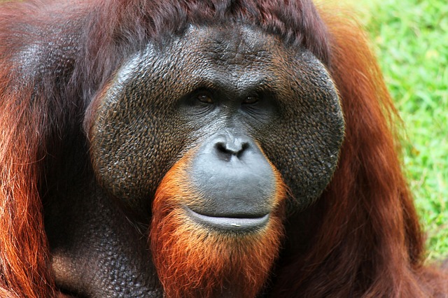Borneo oranghi