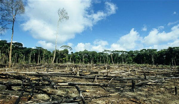 deforestazione indonesia