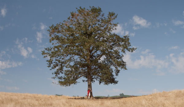 albero