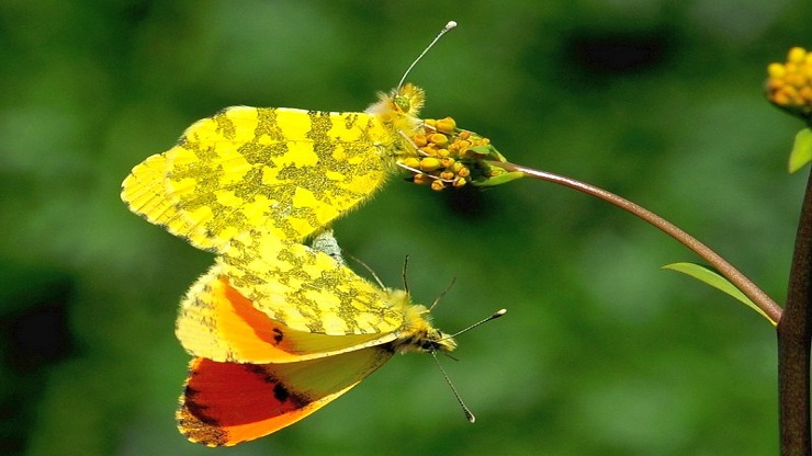 Anthocharis-damone aurora dell'etna