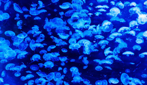 meduse mar mediterraneo