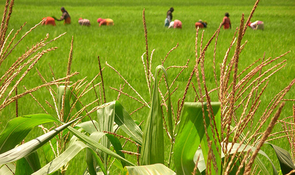 Nepal agricoltura sostenibile ONG ASIA