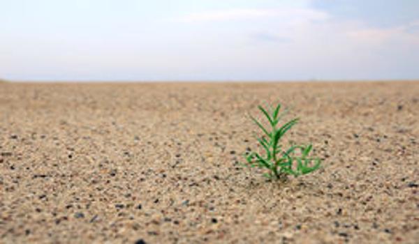 pomodori nel deserto