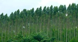 Protezione delle foreste
