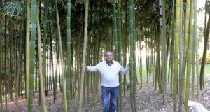 Bambù gigante, un investimento etico