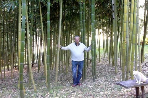 Bambù gigante, un investimento etico