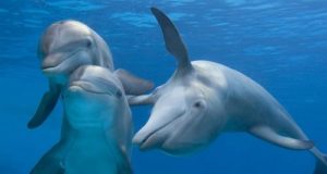 I delfini aiutano la ricerca sul cervello