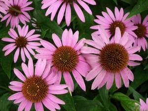 Echinacea