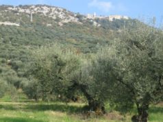 Raccolta delle olive, annata pessima