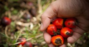 olio di palma sostenibile
