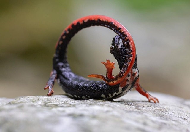Salamandrine a rischio estinzione