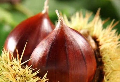 Le castagne, benefici e proprietà