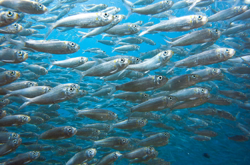 Sardine