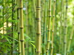 Il bamboo contro la CO2