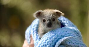 NUII si impegna con WildArk per la salvaguardia dei koala