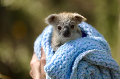 NUII si impegna con WildArk per la salvaguardia dei koala