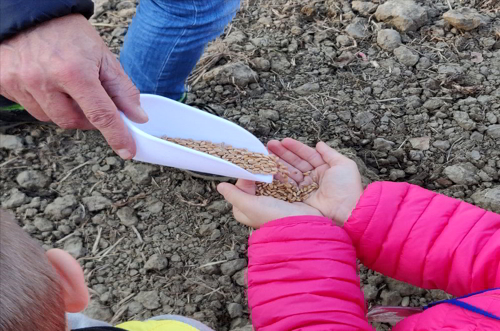 Al via “Adotta un campo di grano” di Molini Pivetti: oltre 250 nuovi bambini in campo