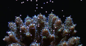 Canon impegnata nel ripristino delle barriere coralline mondiali