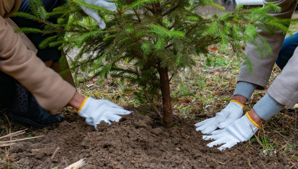 Dettaglio messa a dimora Foreste