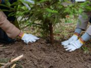 Atlante delle Foreste: quasi 3,7 milioni di alberi piantati Foreste
