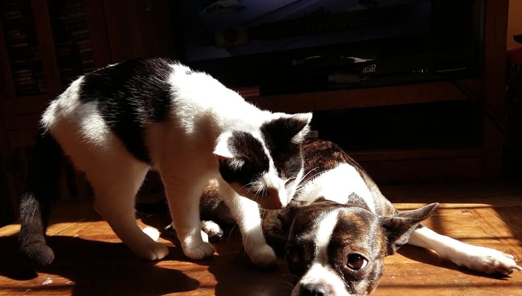 cani e gatti Salute mentale, cani e gatti sono preziosi