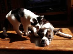 Salute mentale, gli animali domestici sono preziosi Salute mentale, cani e gatti sono preziosi
