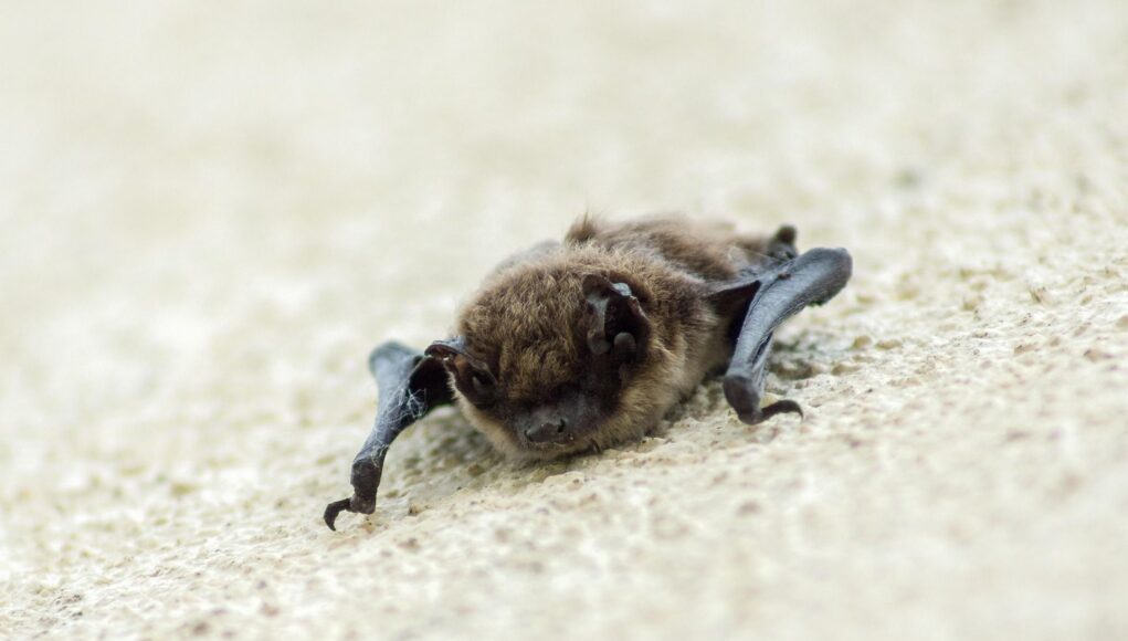 Pipistrelli Pipistrelli
