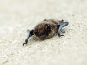 Bosco Ospizio (Re), le associazioni: salvare i pipistrelli Pipistrelli